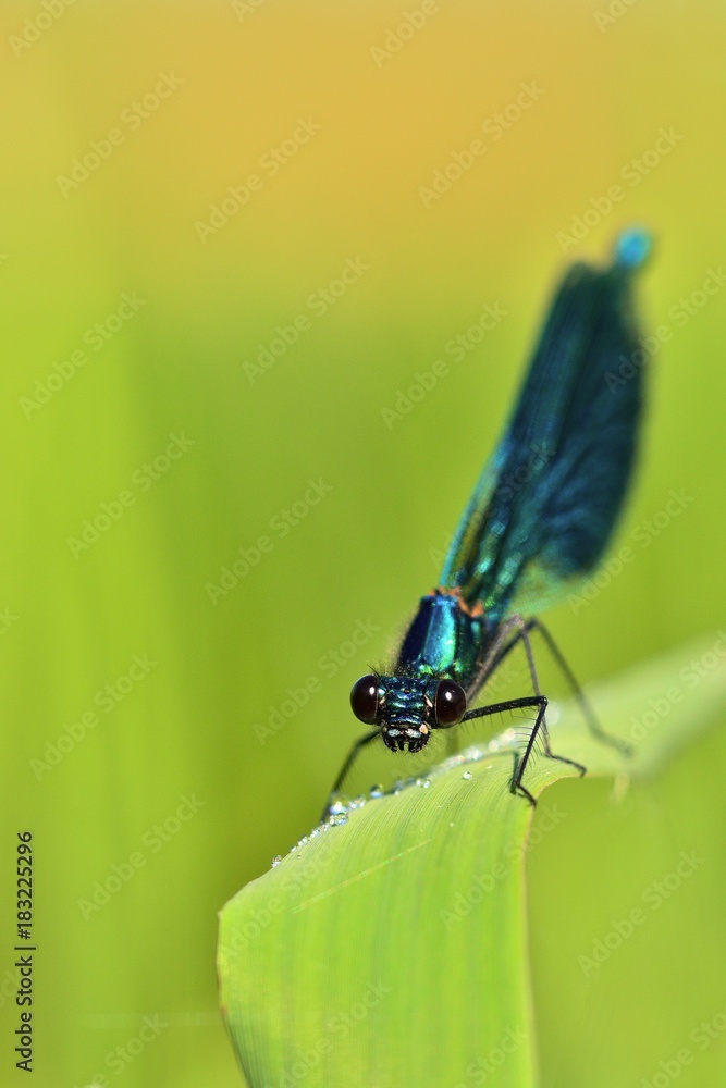 Dragonfly Dragonfly
