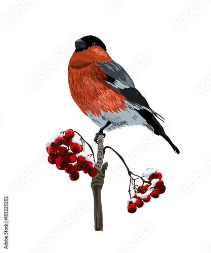 Realistic bullfinch on a branch of rowan.