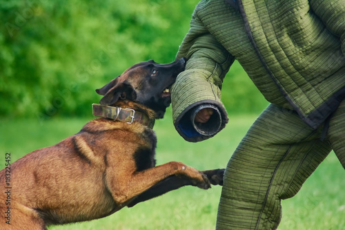 Canvas-taulu The dog is attacking the figurant's hand without passion