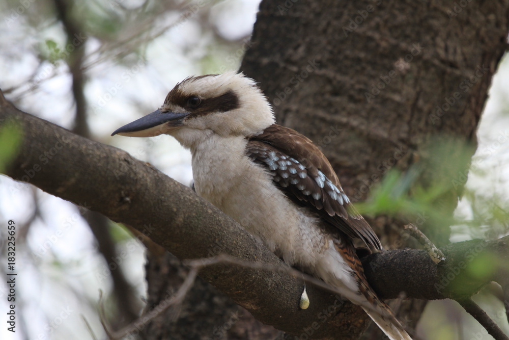 wild kookaburra in Australia wild kookaburra in Australia