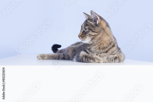 Schilderij op canvas Tabby cat on the table