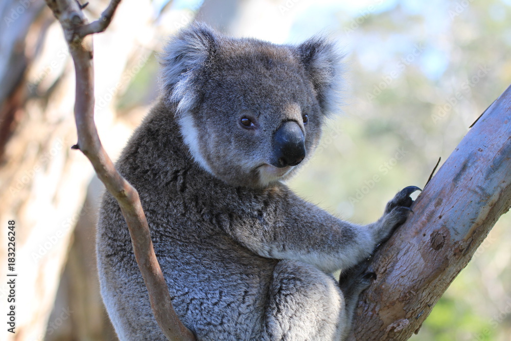 Fototapeta premium Closeup of wild koala looking into camera
