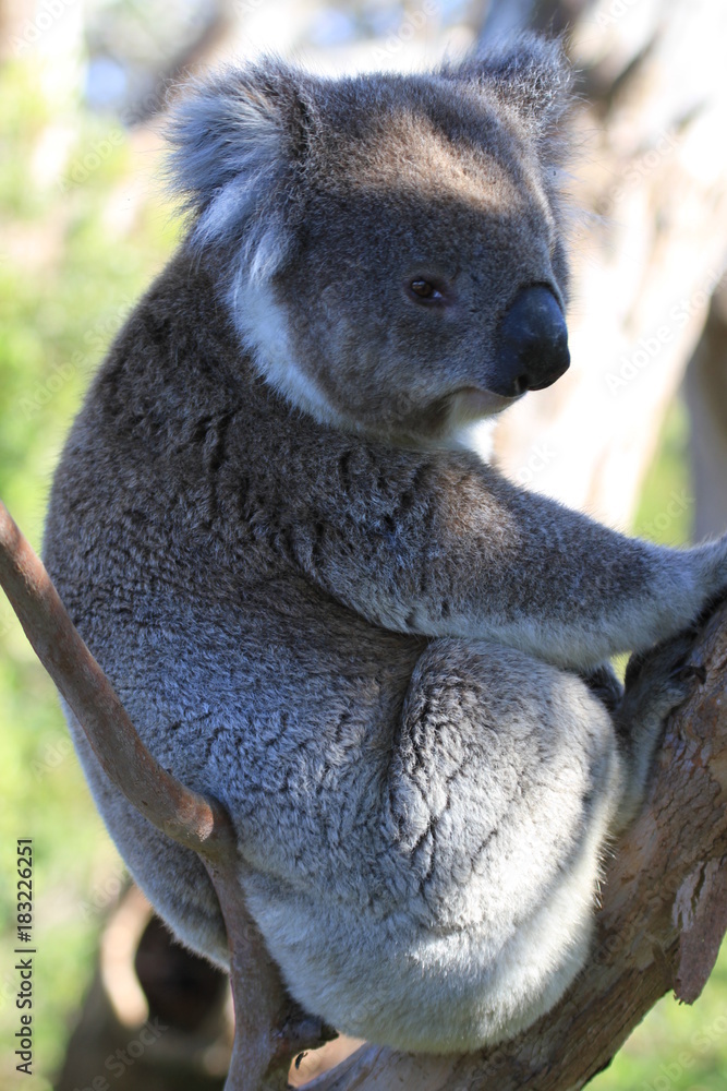Fototapeta premium upright picture of wild koala in tree