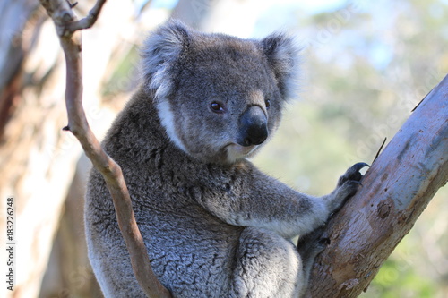 Closeup of wild koala looking into camera