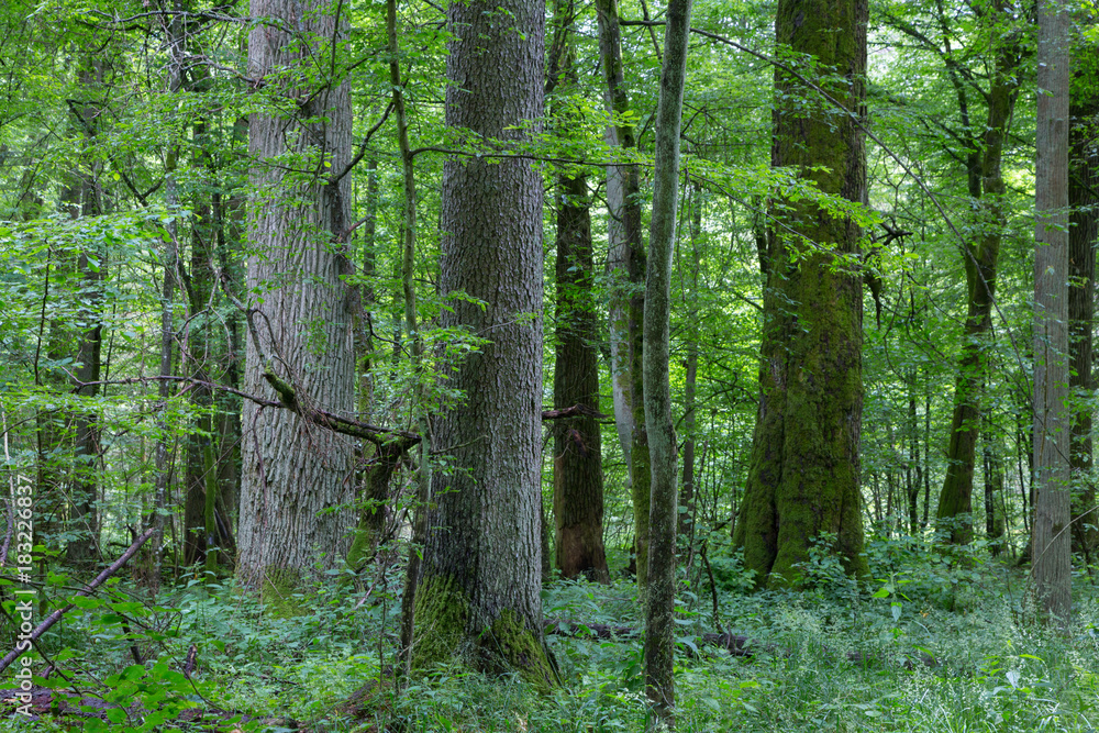 Fototapeta premium Old trees of primeval stand