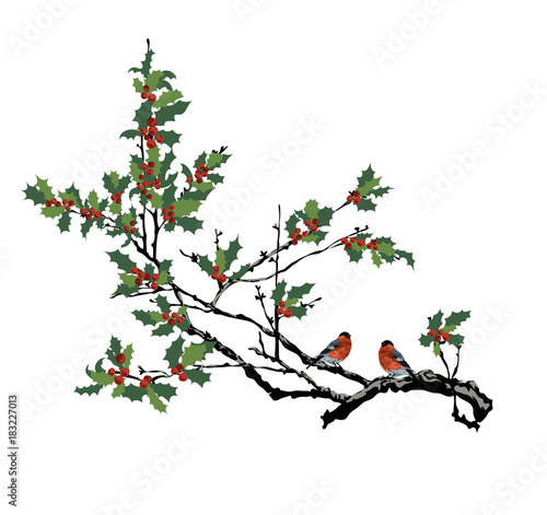 Bullfinches on a branch of a holly. Christmas illustration