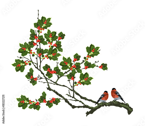 Bullfinches on a branch of a holly. Christmas background