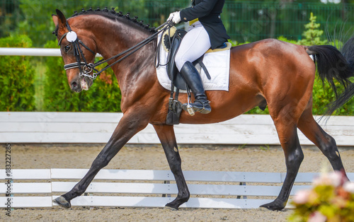 Dressage horse and rider. Bay horse portrait during dressage competition. Advanced dressage test. © taylon