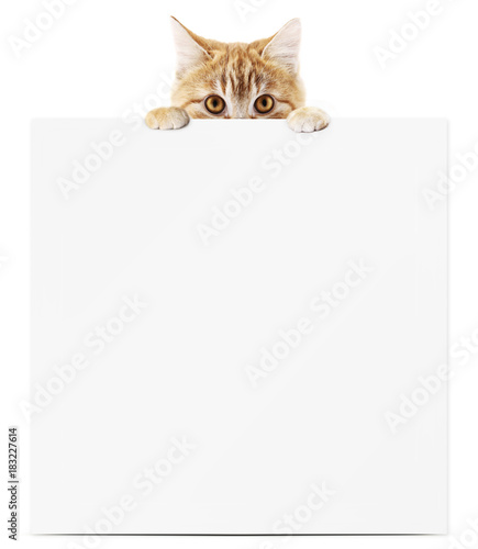Fototapeta Naklejka Na Ścianę i Meble -  funny pet cat showing a placard isolated on white background blank template and copy space