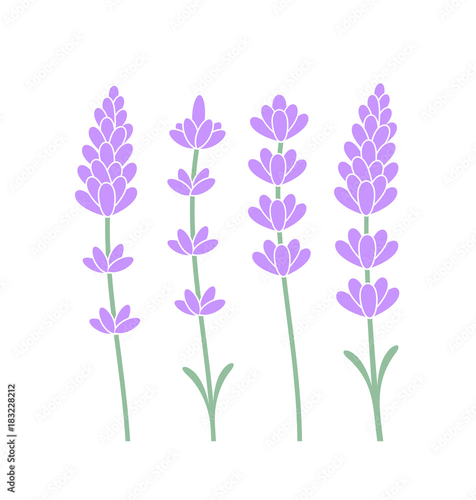 Lavender flower. Isolated lavender on white background Lavender flower. Isolated lavender on white background