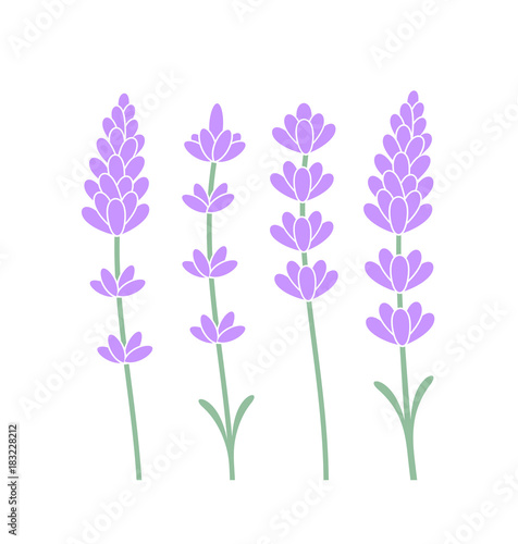 Lavender flower. Isolated lavender on white background