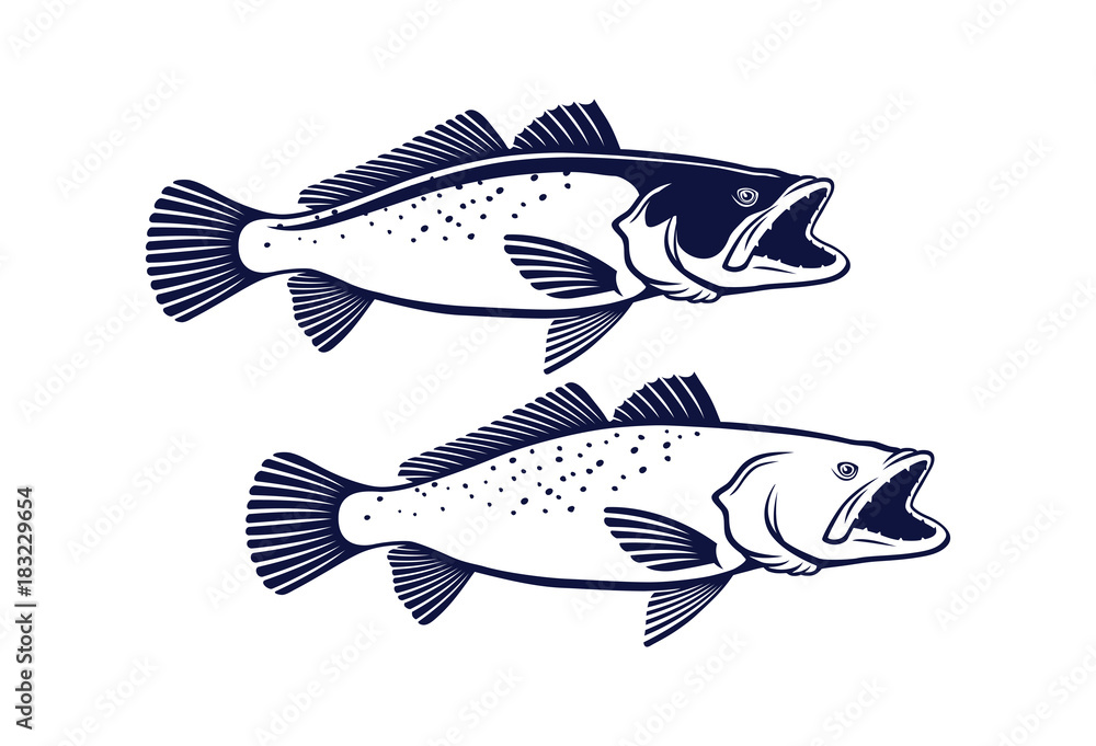sea trout sea trout