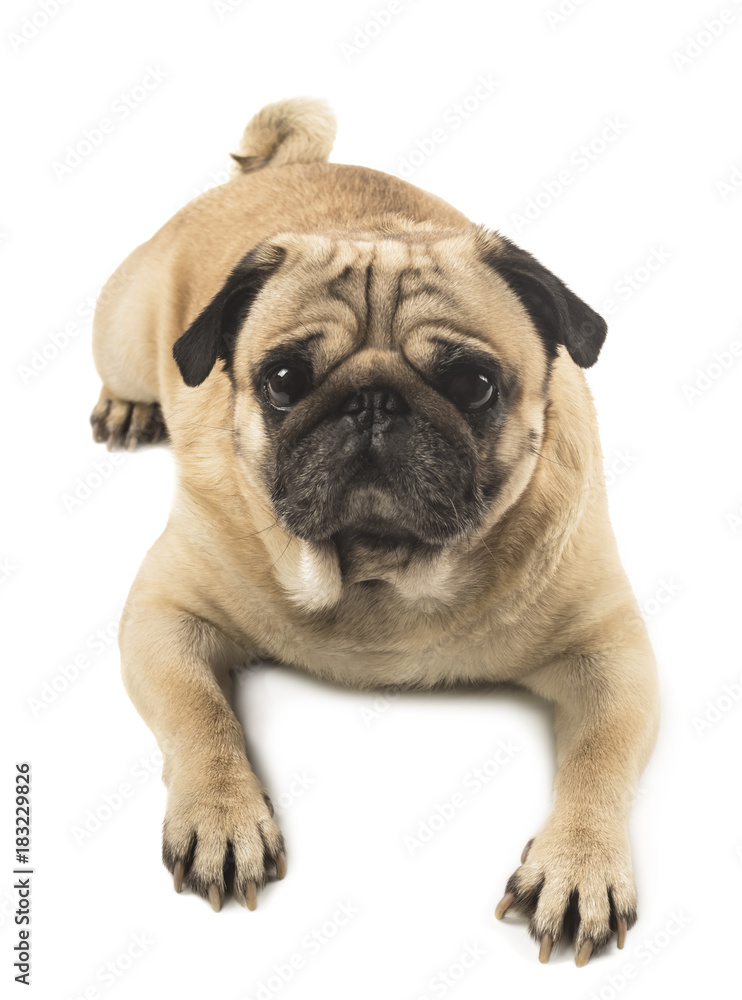 cute pug close-up on white background