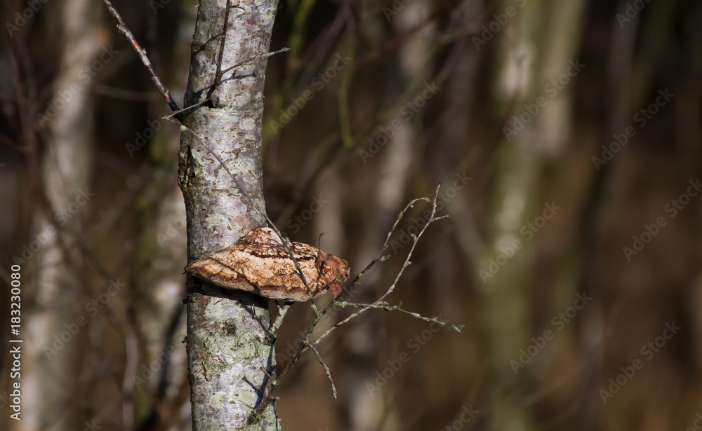 Obraz premium tinder mushroom on birch wood