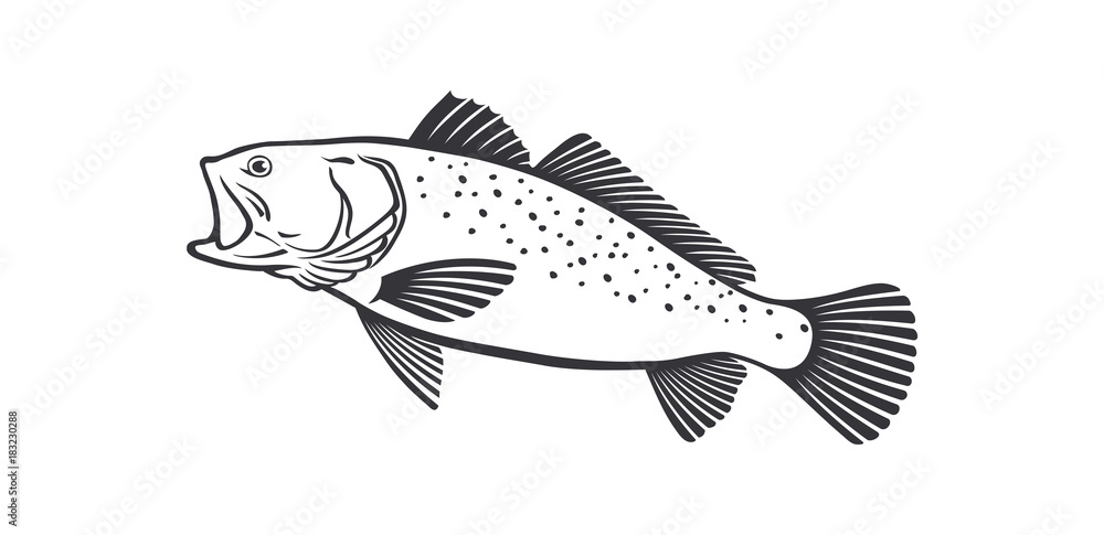 sea trout sea trout