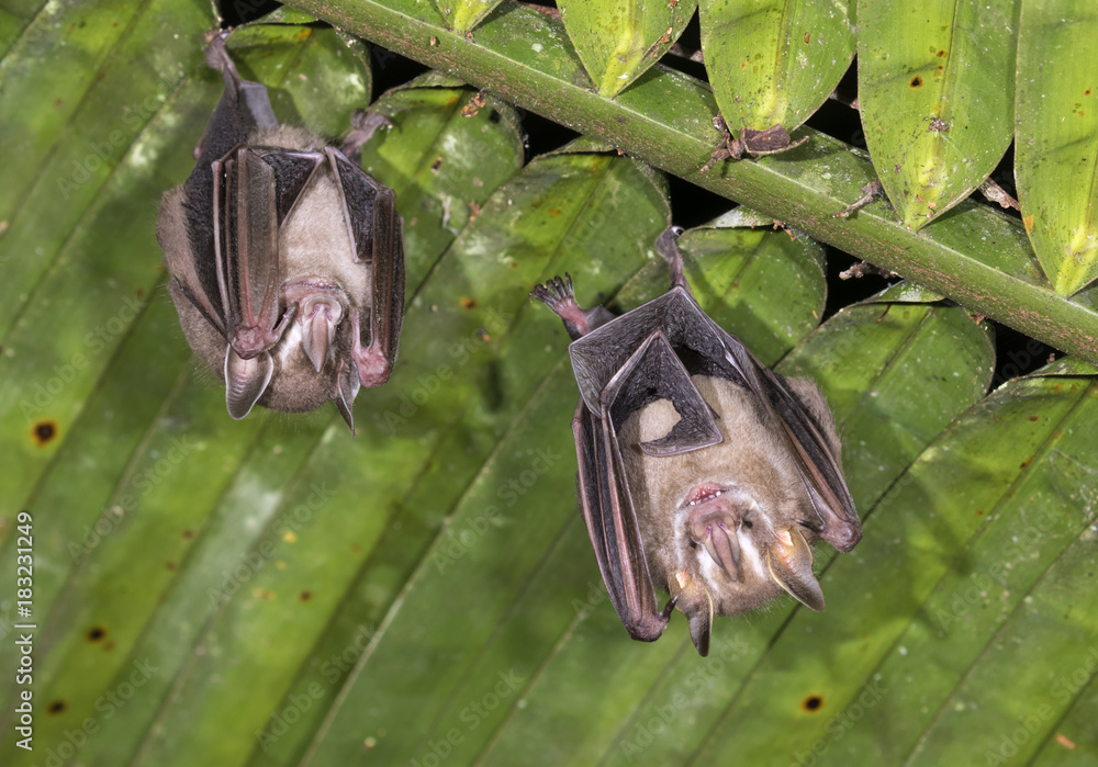 Pygmy fruiteating bats (Dermanura phaeotis) roosting under palm leaf