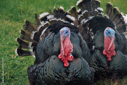 Turkey 7