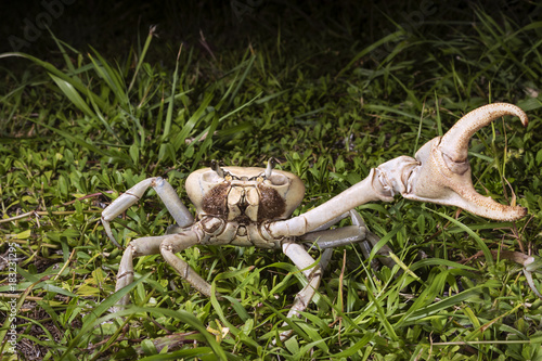 Blue land crab (Cardisoma guanhumi) in defensive posture at night, Caye Caulker Island, Belize, Central America photo