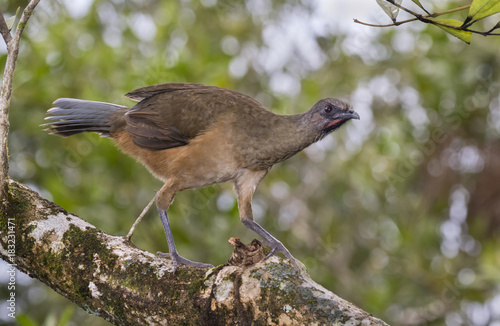Wallpaper Mural Plain chachalaca (Ortalis vetula) portrait, Belize, Central America Torontodigital.ca