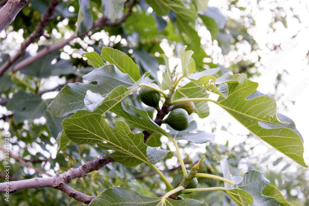 Fototapeta premium A fig grows on a tree