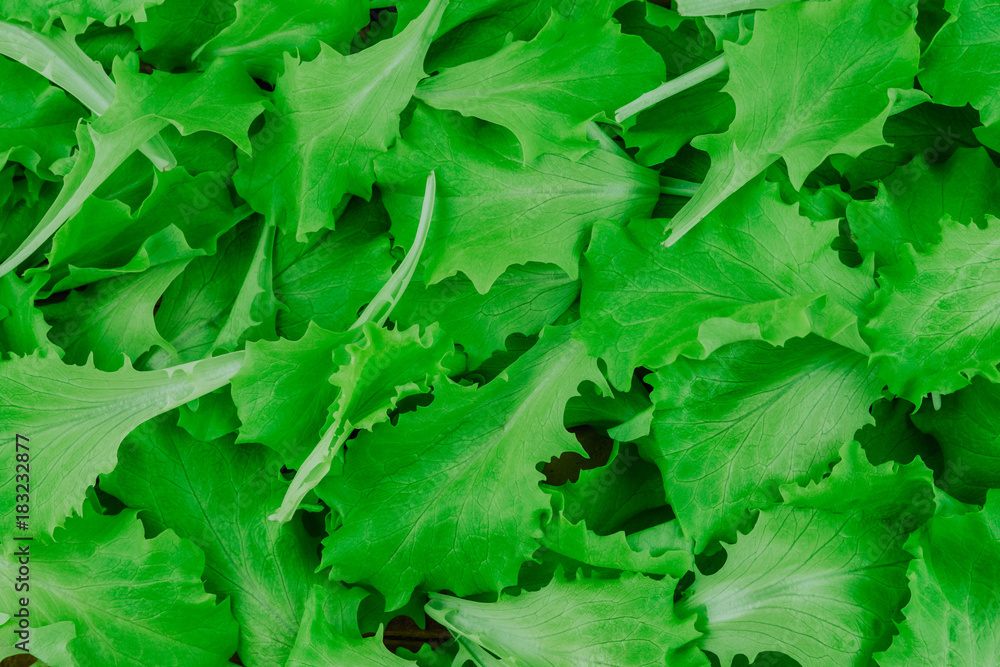 Lettuce pattern background. Top view. Green background. Healthy food salad Lettuce pattern background. Top view. Green background. Healthy food salad