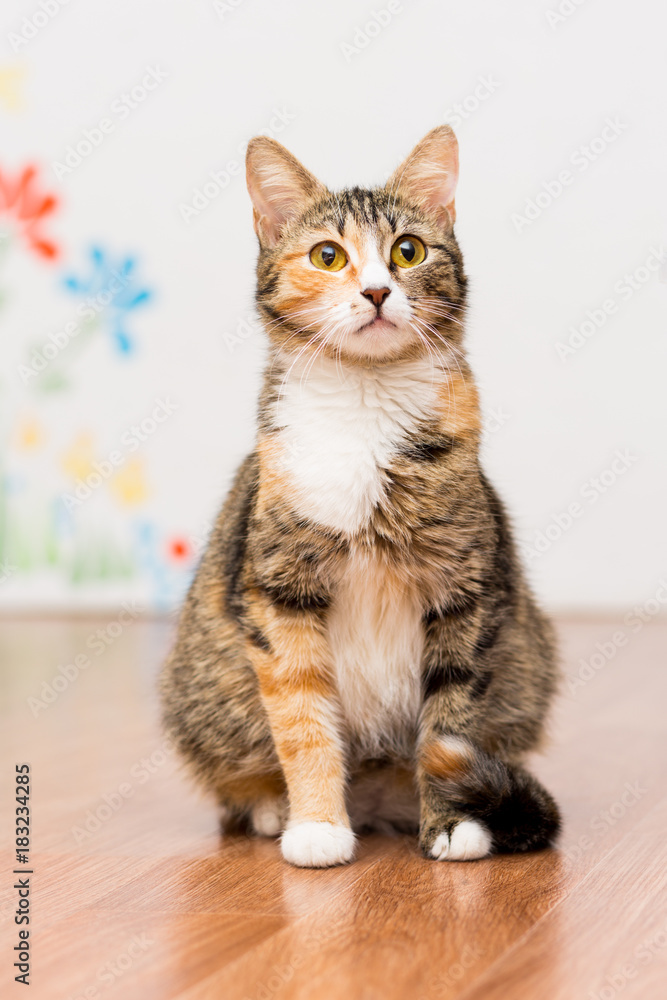 Pregnant cat tortoiseshell without breed sits on the floor