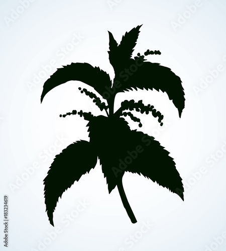 Nettles. Vector drawing