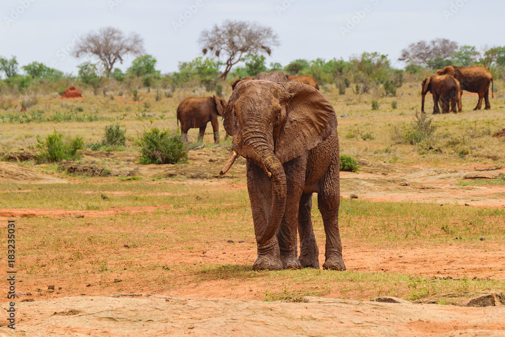 Obraz premium Funny Dirty Elephant