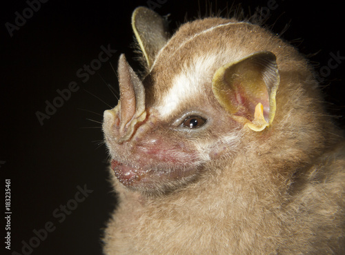 Tent-making bat (Uroderma bilobatum) portrait, Pacaya Samiria National Reserve, Yanayacu River, Amazon area, Peru