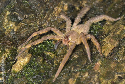 Brazilian wandering spider (Phoneutria fera) on a tree in rainforest, Pacaya Samiria National Reserve, Yanayacu River, Amazon area, Peru
