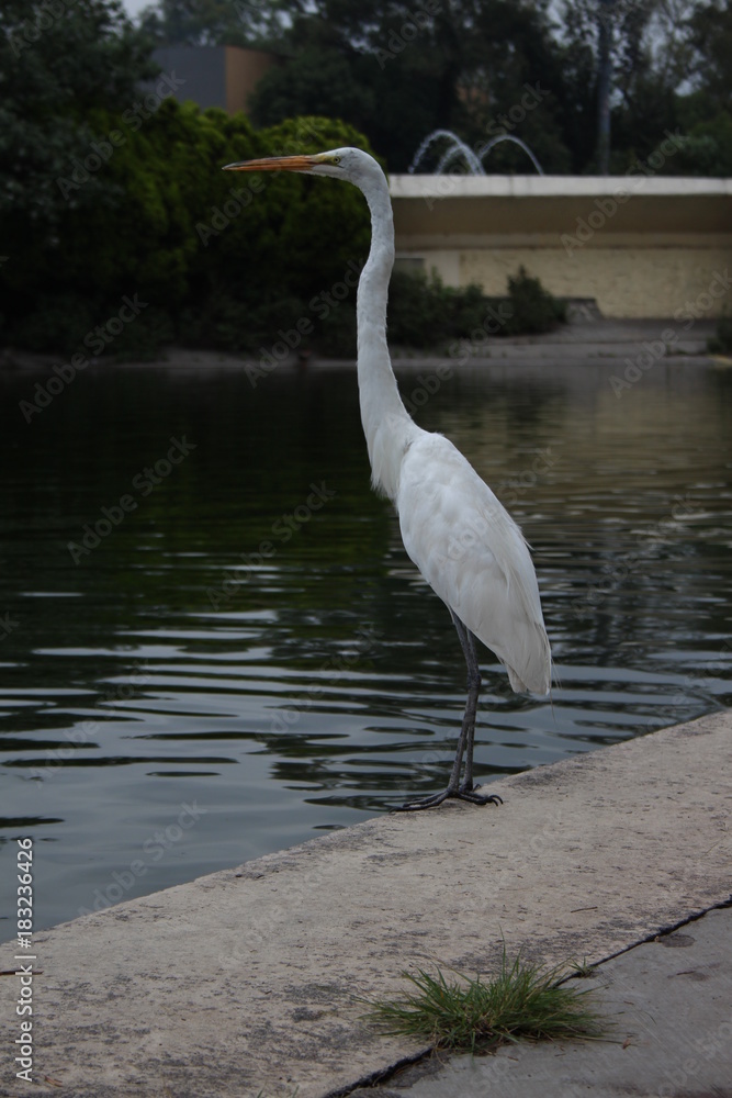 Fototapeta premium Ave blanca al borde de lago