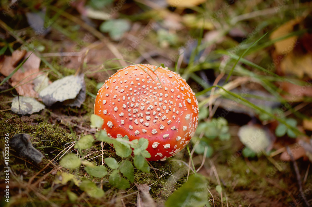 Fly agaric, poisonous mushroom red, growing in the grass. Inedible Fly agaric, poisonous mushroom red, growing in the grass. Inedible