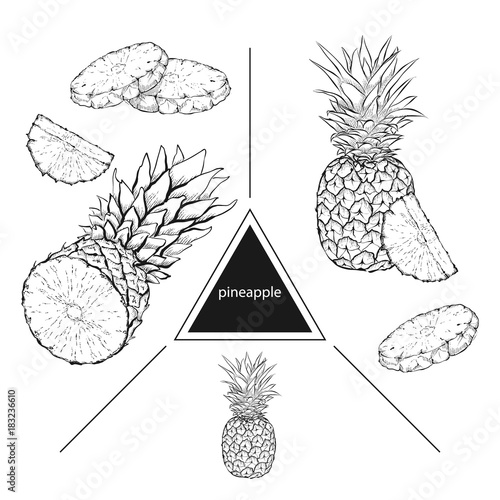 Set of tropical fruits: pineapple, pineapple slices. Vintage style. Hand drawn sketch on white background. Design elements for banner, cover, label, package, promote