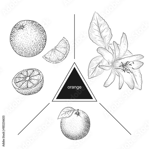 Set of fruits: whole orange, slices and orange flower. Vintage style. Hand drawn sketch on white background. Design elements for banner, cover, label, package, promote.