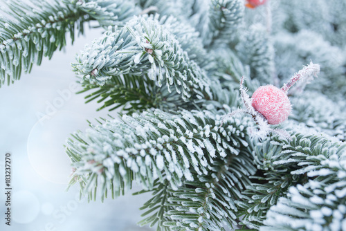 Photography Rime covered fir branches with a rose hip in winter