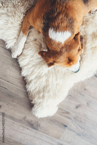 Sleeping beagle on the sheepskin top view image