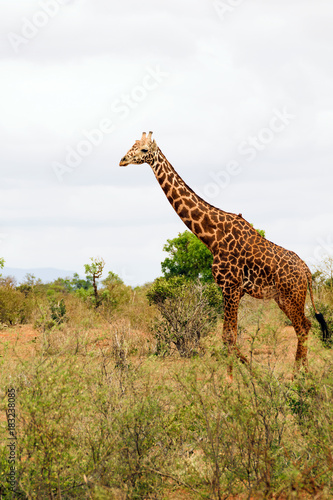 Adult Giraffe © Emilian