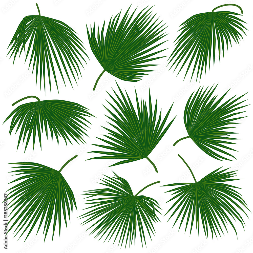 green palm leaves trachycarpus green palm leaves trachycarpus