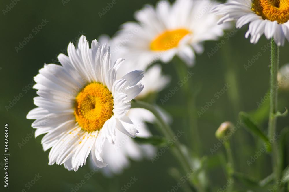 Blooming camomile, selective focus Blooming camomile, selective focus