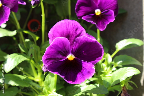 Purple flower