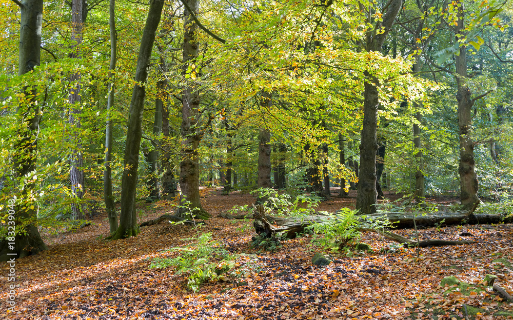 Fototapeta premium Typical British birch woodland in autumn