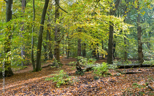 Typical British birch woodland in autumn