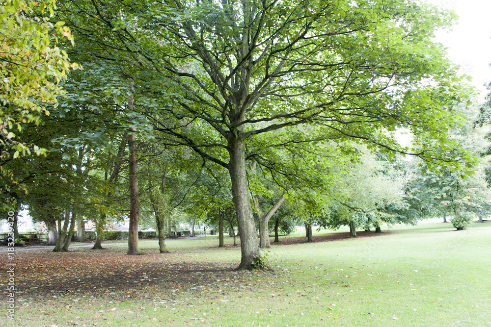 A green tree in the park