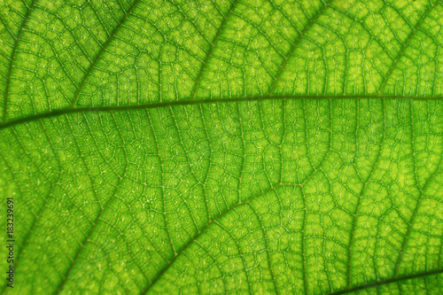 close up or macro of green leaf grunge texture. green leave structure in macro mode. abstract background for graphic editor