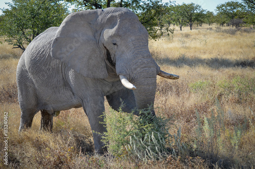 Afrikanischer Elefant   Etosha Nationalpark  Namibia