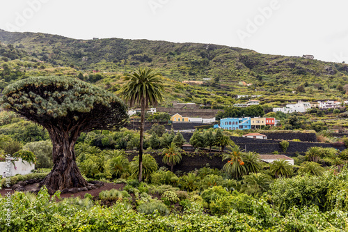 Jardines del Dragó Milenario, Icod de los Vinos