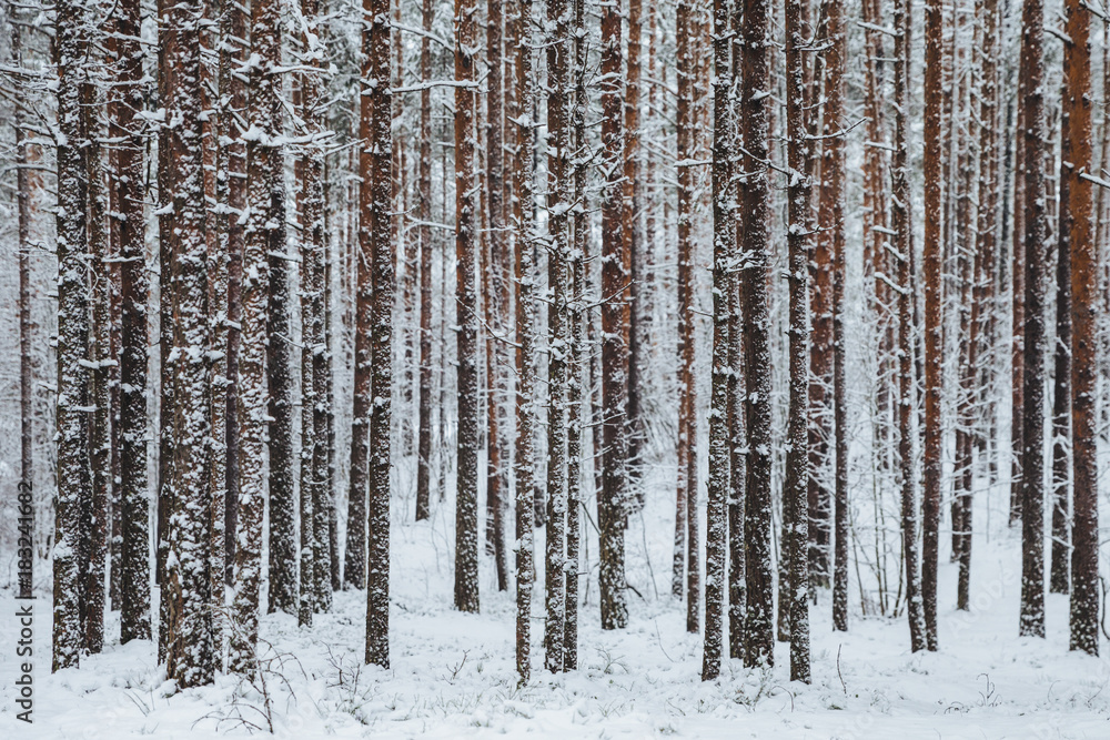 Beautiful winter forest. Trunks of trees covered with snow. Winter landscape. White snows covers ground and trees. Majestic atmosphere. Snow nature. Outdoor shot Beautiful winter forest. Trunks of trees covered with snow. Winter landscape. White snows covers ground and trees. Majestic atmosphere. Snow nature. Outdoor shot