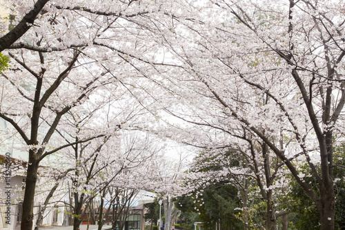 国立オリンピック記念青少年総合センターの桜並木 © naoko