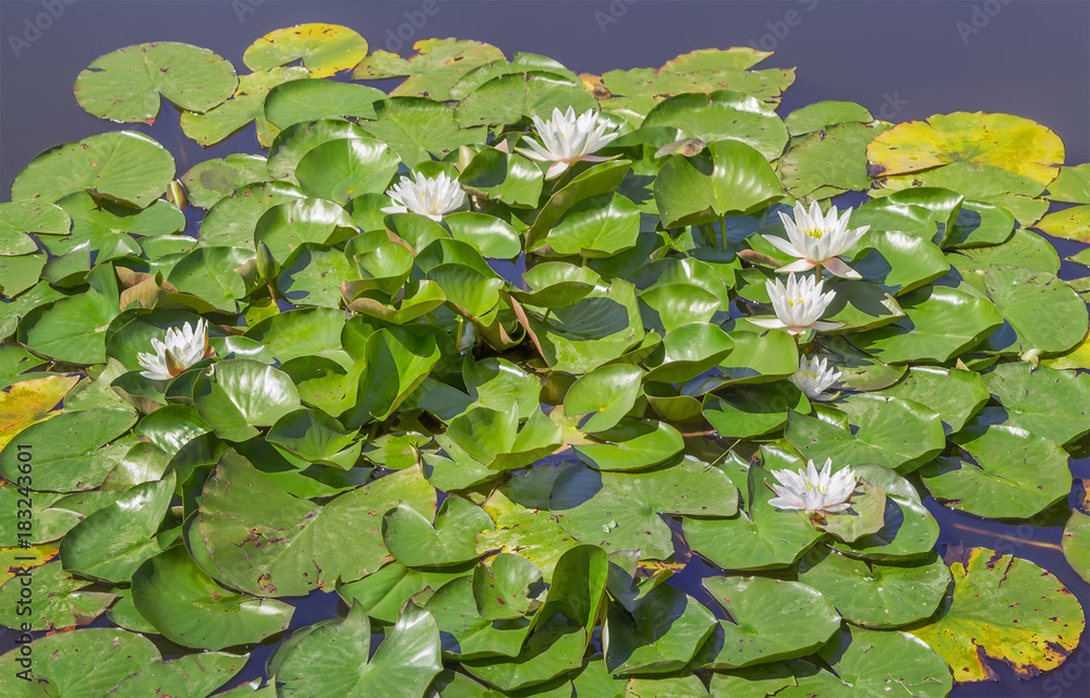 White lilies in a summer pond. Zelenogradsk, the Kaliningrad region. Russia. White lilies in a summer pond. Zelenogradsk, the Kaliningrad region. Russia.