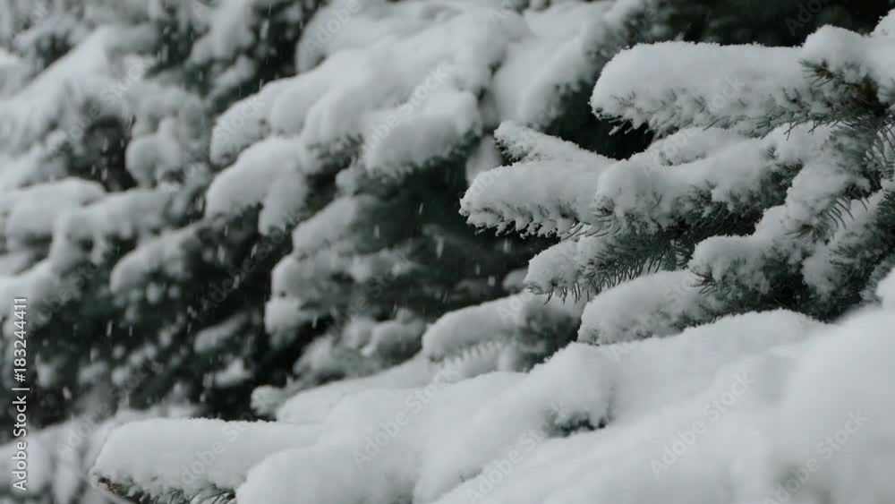 Christmas tree in the snow. Snow falls on the tree Christmas tree in the snow. Snow falls on the tree